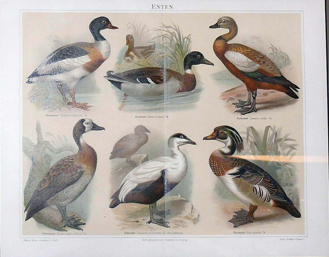 Гравюра "Enten"