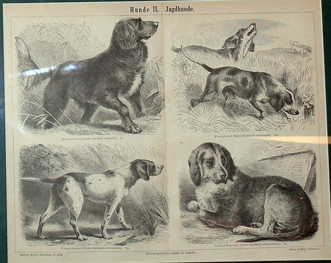 Литография "Hunde II. Jagdhunde"