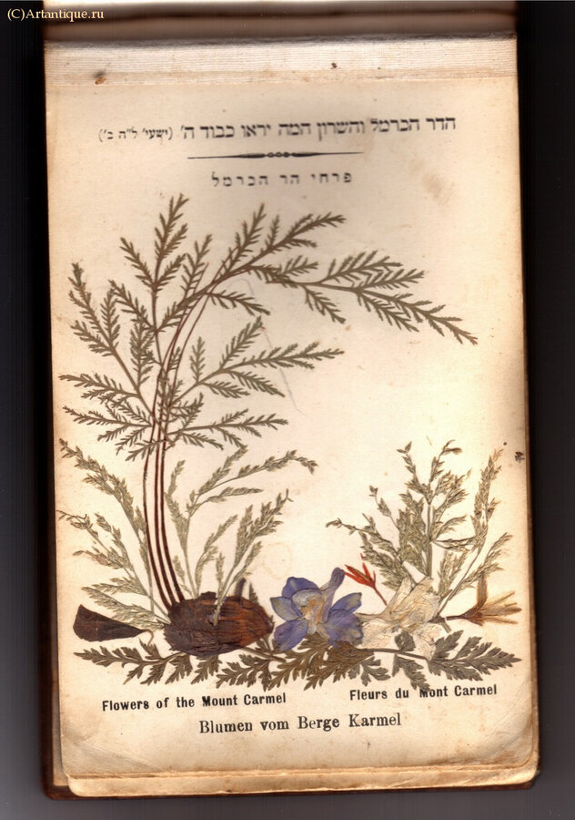 "FLOWERS OF THE HOLY LAND"