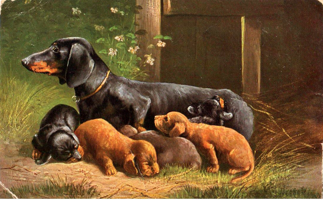 Открытки "Таксы. Собаки. Кошки. Животные"