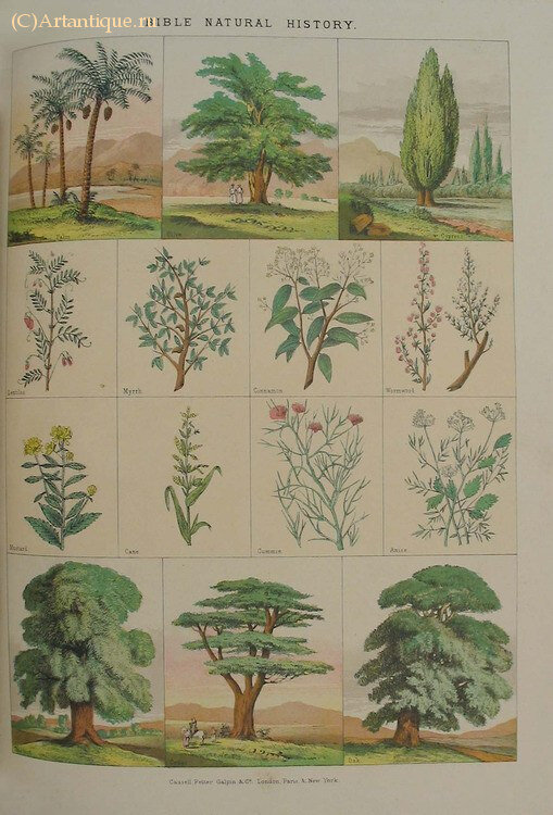 "The national illustrated Family Bible"