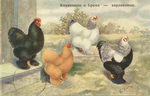 Кохинхины и Брама-карликовые. - 500 р.